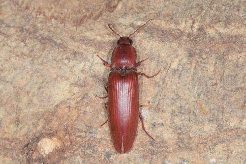 Stenagostus rufus